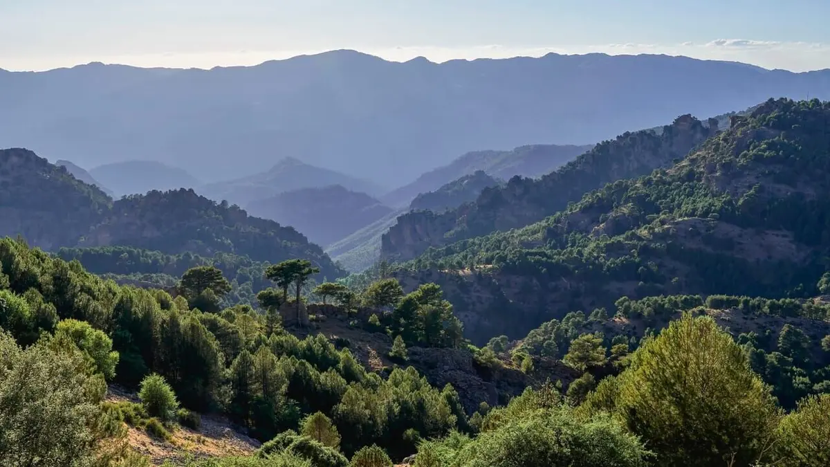 Les forêts des sommets