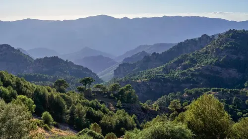 Les forêts des sommets