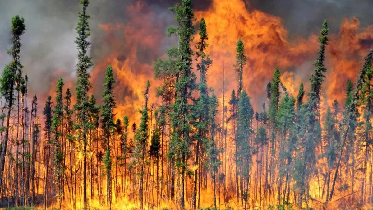 Les forêts du Grand Nord