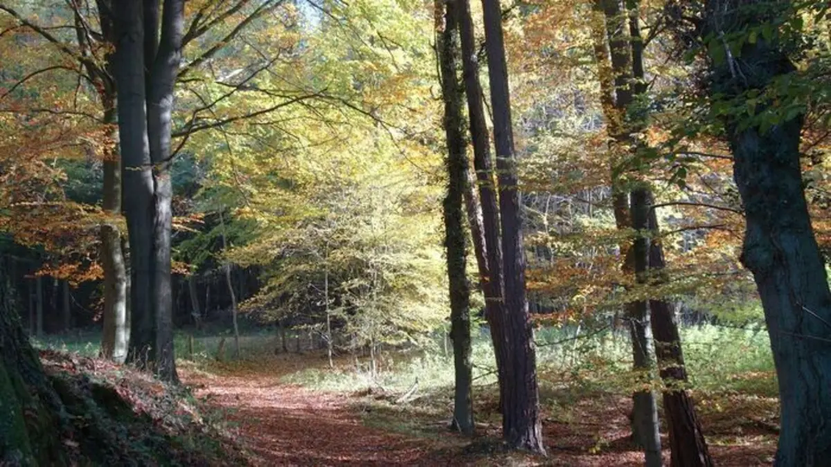 Les forêts du Québec en 4 couleurs