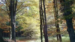 Les forêts du Québec en 4 couleurs