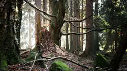 Les forêts du Québec en 4 couleurs