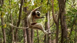 Les forêts du soleil