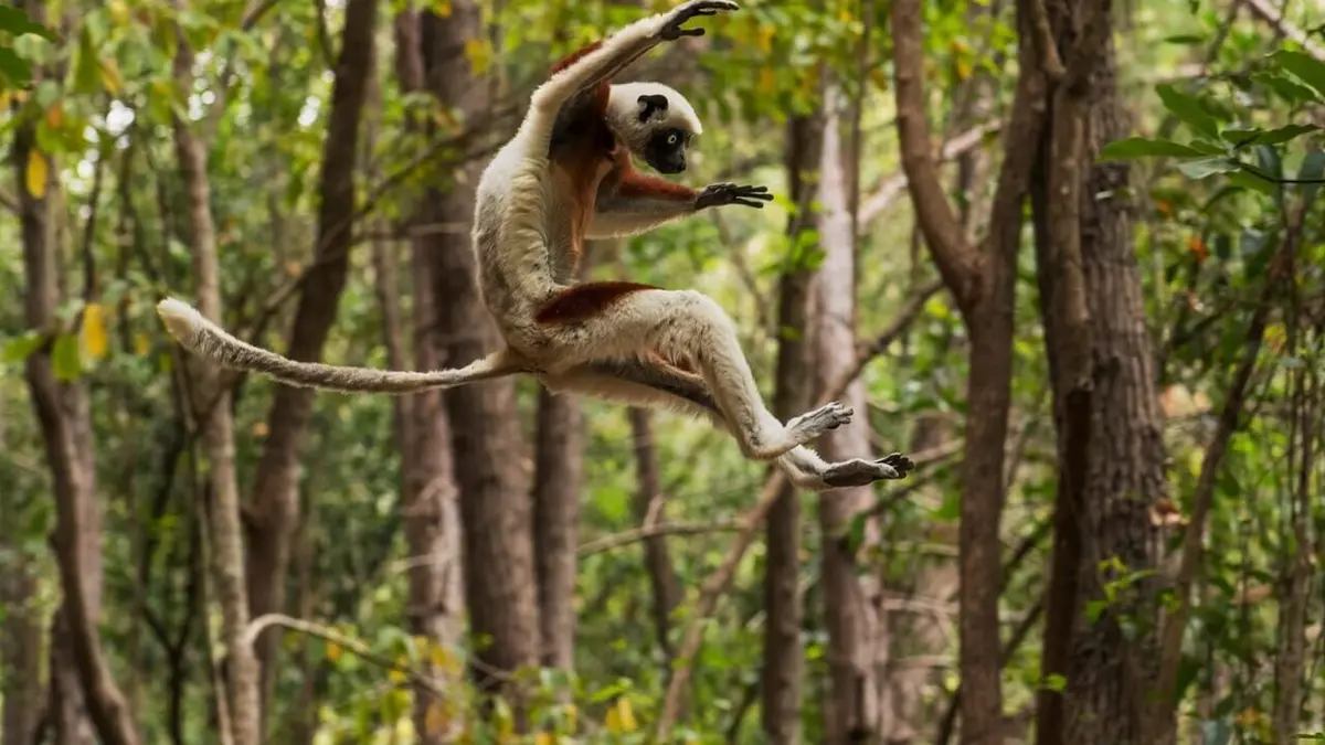 Les forêts du soleil