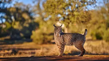 La saison des amours