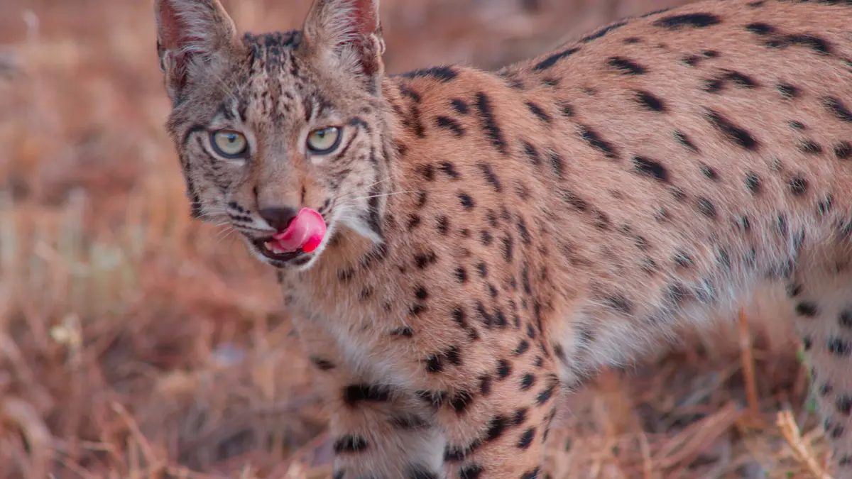 Les forêts ibériques La lutte pour la survie