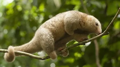 Les forêts inexplorées de l'Amazonie péruvienne