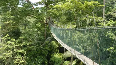 Les forêts oubliées de Malaisie