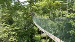 Les forêts oubliées de Malaisie