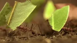 Visuel de Les fourmis coupe-feuille