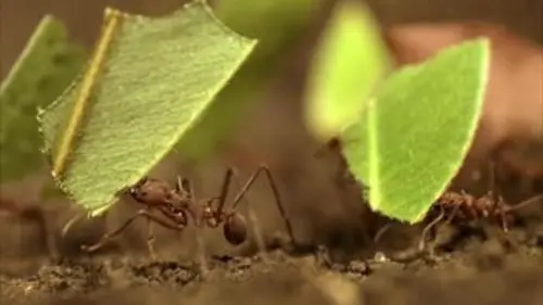 Les fourmis coupe-feuille