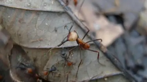 Les fourmis dévastatrices