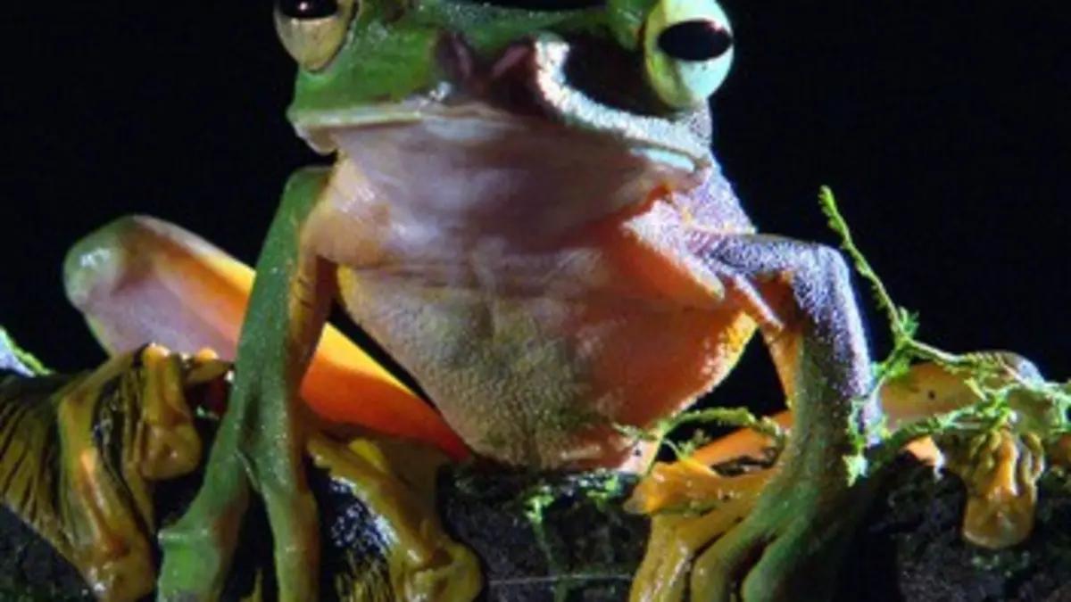 Les fous volants de la jungle