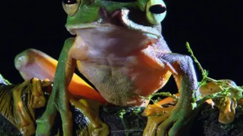 Les fous volants de la jungle