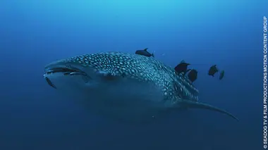 Le paradis des requins