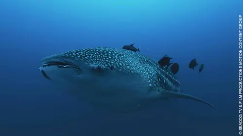 Épisodes de Les Galapagos en famille