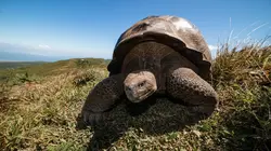 Les Galápagos : Un paradis florissant The New Beginning