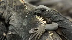 Les Galápagos : Un paradis florissant