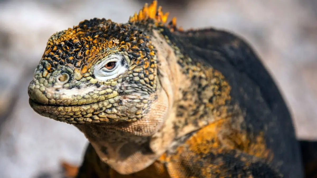 Visuel de Les Galápagos : Un paradis florissant Un paradis florissant