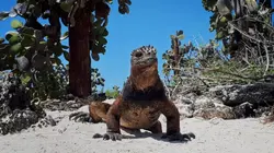 Les Galápagos : Un paradis secret Un paradis secret