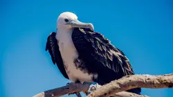 Visuel de Les Galápagos : Un paradis secret