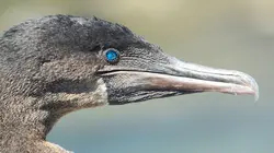 Les Galápagos : Un paradis secret