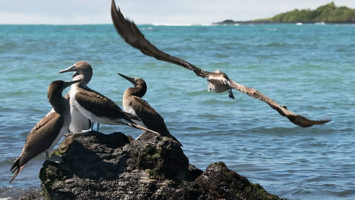 Les Galápagos : Un paradis secret