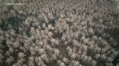 Les gardiens de la forêt des Landes