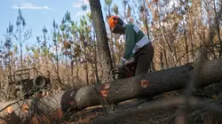 Les gardiens de la forêt des Landes