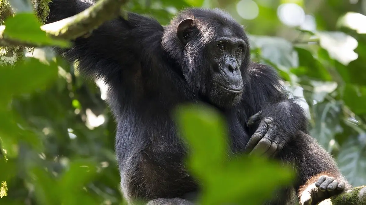 Les gardiens des Monts de la lune