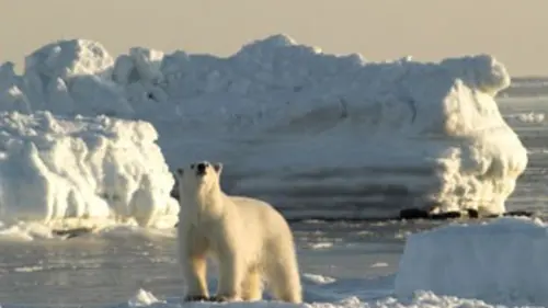 Les géants de l'Arctique