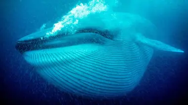 Les géants de la nature