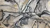 Les génies de la grotte Chauvet