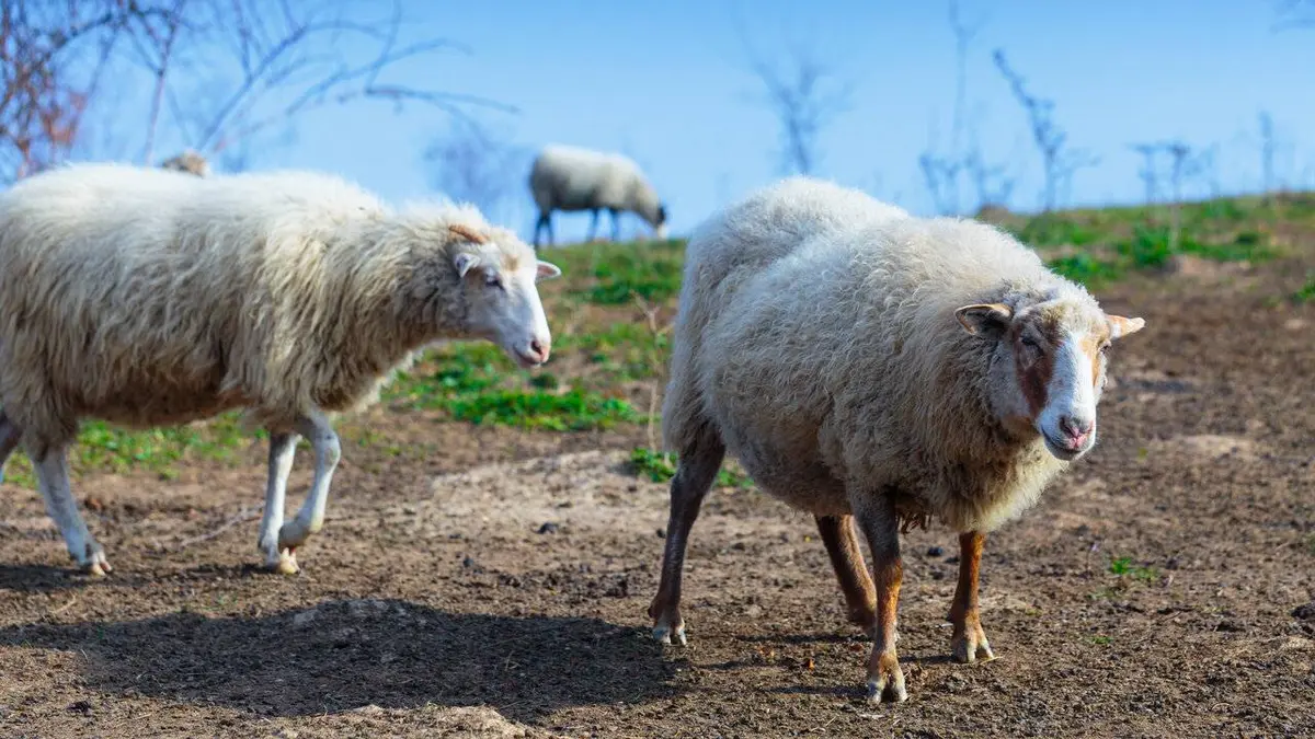 Les Gorale, peuple des Carpates