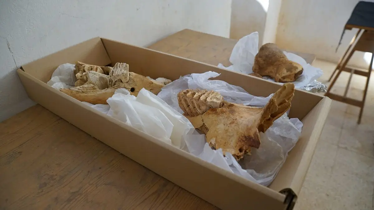 Les grandes énigmes de l'Histoire Animaux sacrés de l'Egypte ancienne