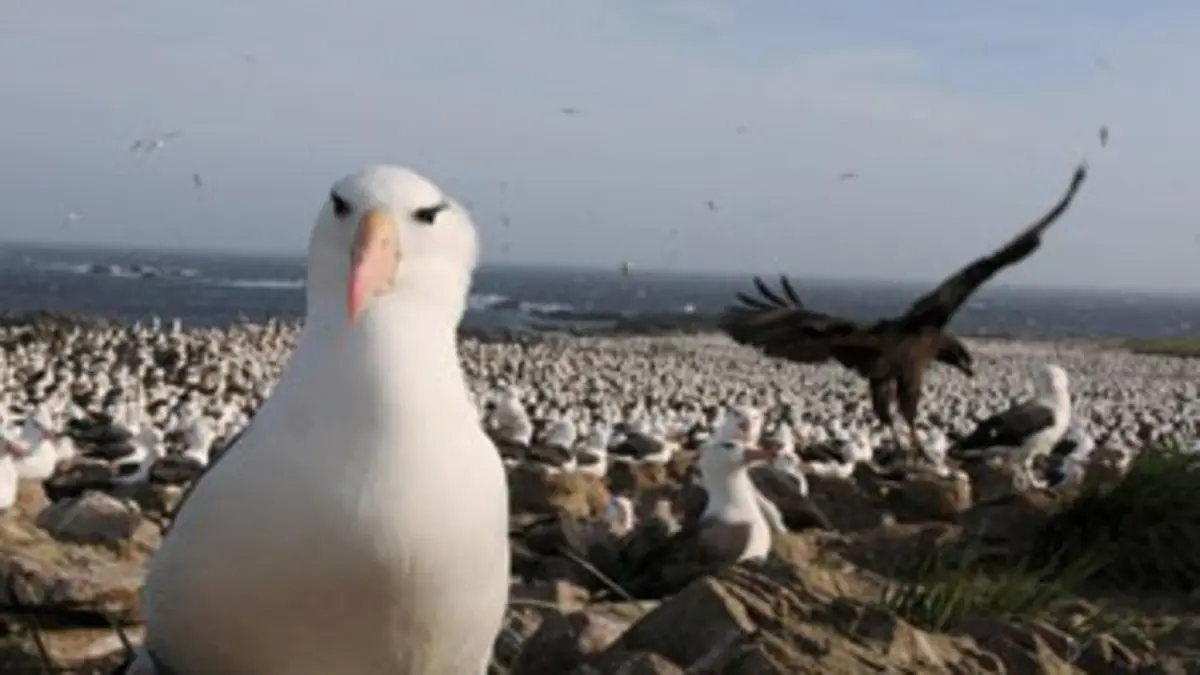 Les grandes migrations Assurer sa descendance