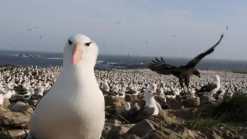 Les grandes migrations Assurer sa descendance