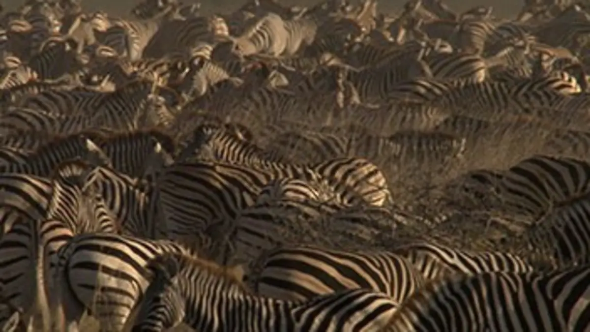 Les grandes migrations Combattre pour survivre