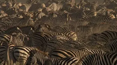 Combattre pour survivre