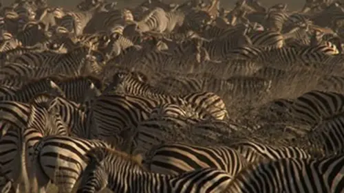 Les grandes migrations Combattre pour survivre