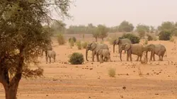 Visuel de Les grandes migrations