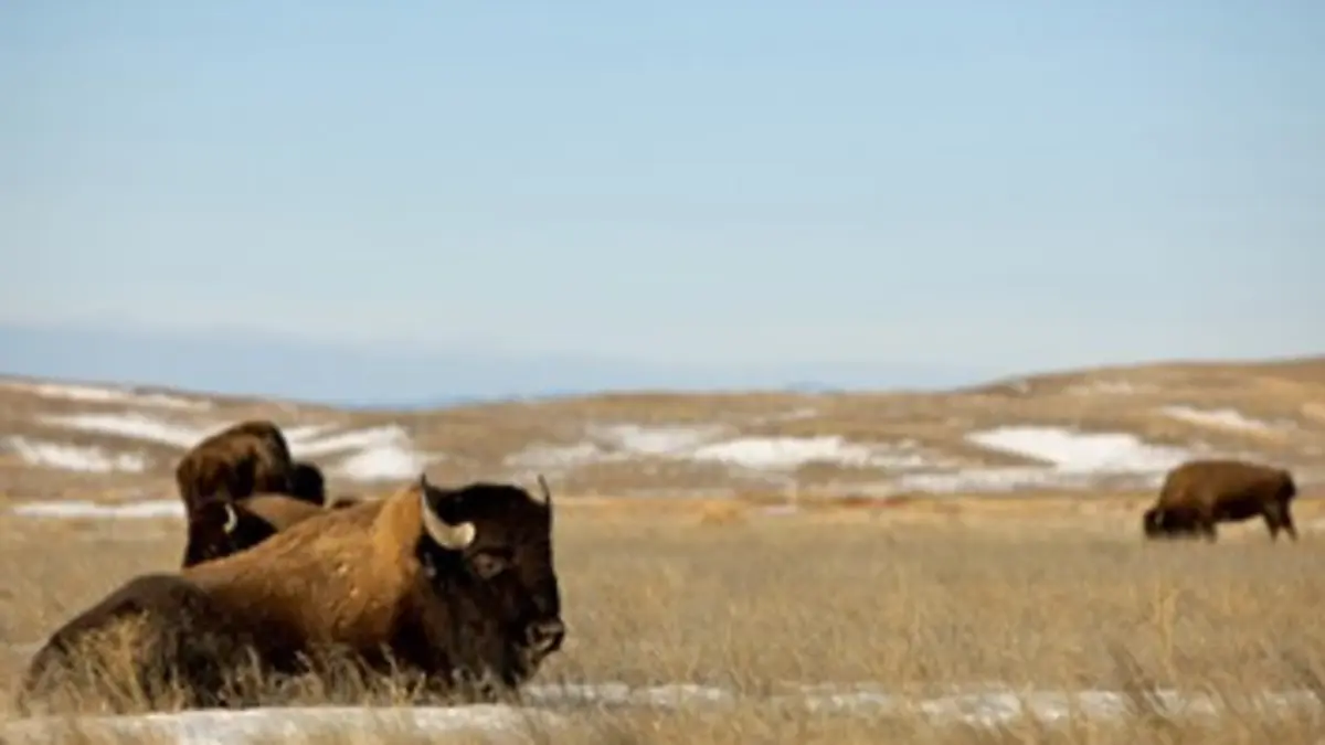 Les grandes plaines d'Amérique