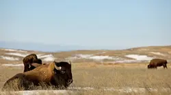 Visuel de Les grandes plaines d'Amérique