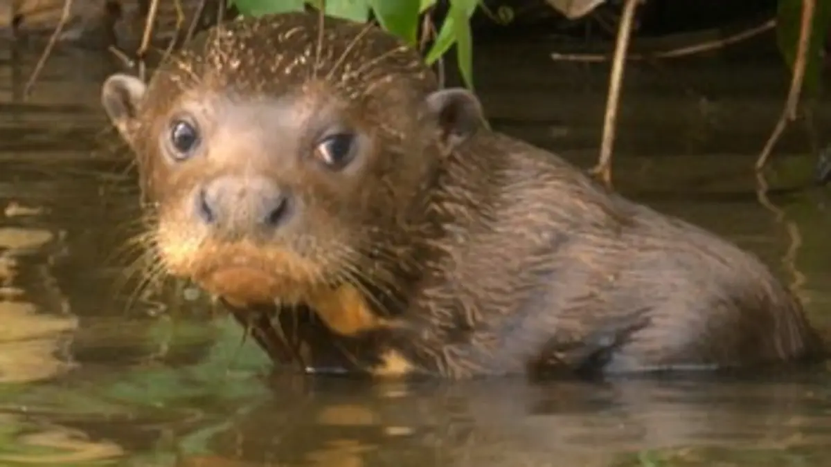 Les grands animaux d'Amérique du Sud E04 La loutre géante