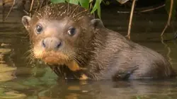 Visuel de Les grands animaux d'Amérique du Sud