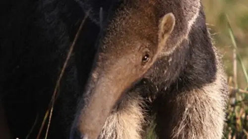 Les grands animaux d'Amérique du Sud E05 Le tamanoir