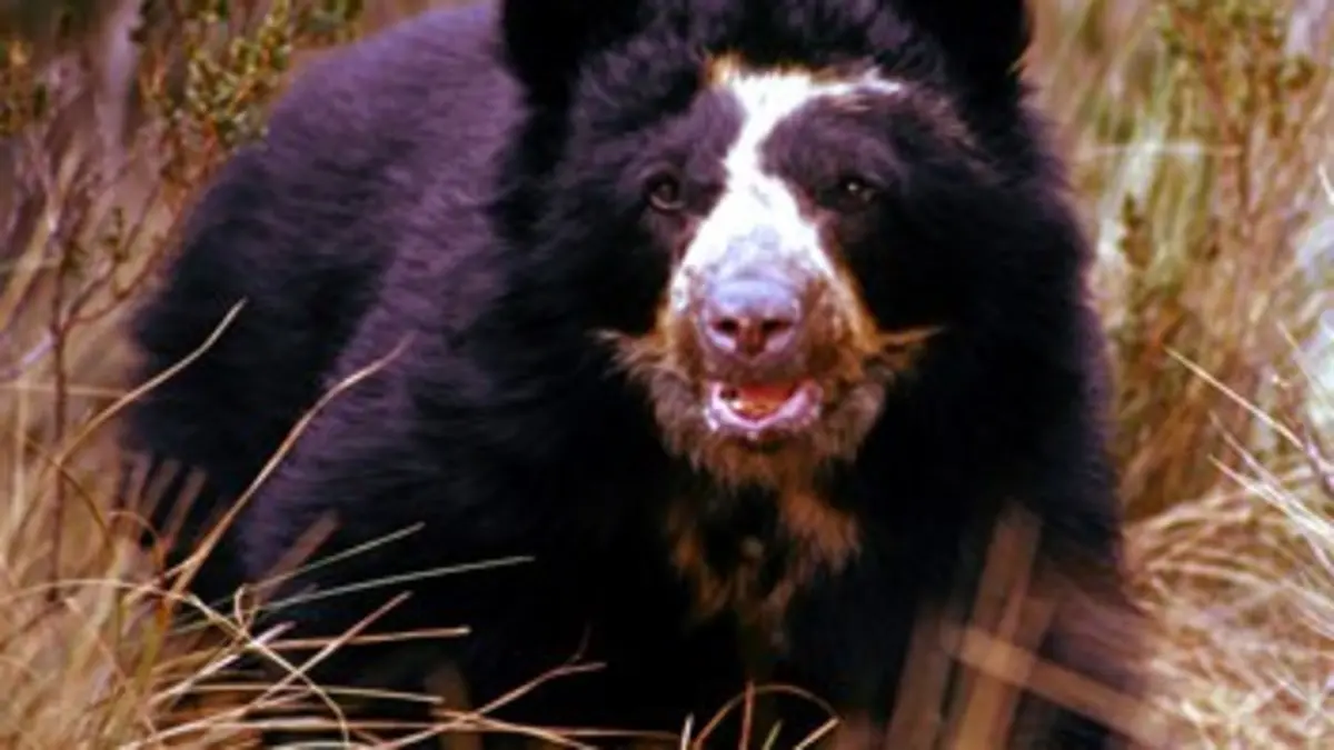 Les grands animaux d'Amérique du Sud E03 L'ours à lunettes