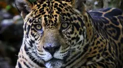 Visuel de Les grands animaux d'Amérique du Sud