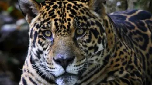 Les grands animaux d'Amérique du Sud E02 Le jaguar