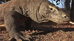 Visuel de Les grands animaux d'Asie